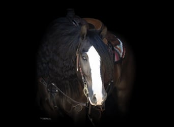 Cob Irlandese / Tinker / Gypsy Vanner, Castrone, 10 Anni, 152 cm