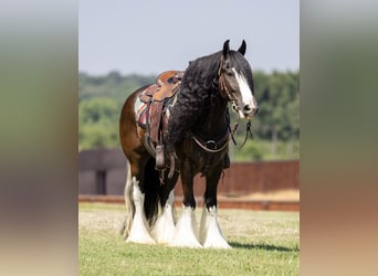 Cob Irlandese / Tinker / Gypsy Vanner, Castrone, 10 Anni, 152 cm