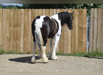 Cob Irlandese / Tinker / Gypsy Vanner, Castrone, 10 Anni, 152 cm, Tobiano-tutti i colori