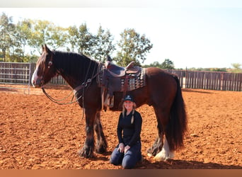 Cob Irlandese / Tinker / Gypsy Vanner, Castrone, 10 Anni, 160 cm, Baio ciliegia