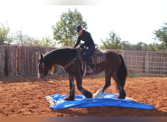 Cob Irlandese / Tinker / Gypsy Vanner, Castrone, 10 Anni, 160 cm, Baio ciliegia