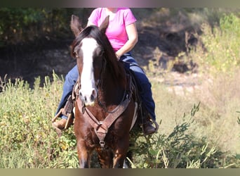 Cob Irlandese / Tinker / Gypsy Vanner, Castrone, 10 Anni, 160 cm, Baio ciliegia