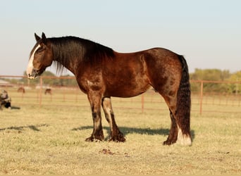 Cob Irlandese / Tinker / Gypsy Vanner, Castrone, 10 Anni, 160 cm, Baio ciliegia