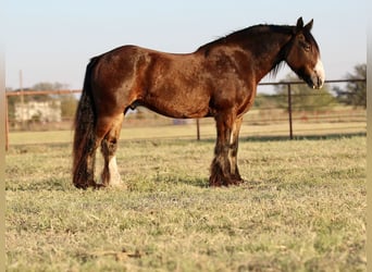 Cob Irlandese / Tinker / Gypsy Vanner, Castrone, 10 Anni, 160 cm, Baio ciliegia