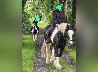 Cob Irlandese / Tinker / Gypsy Vanner, Castrone, 10 Anni, 168 cm, Pezzato