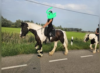 Cob Irlandese / Tinker / Gypsy Vanner, Castrone, 10 Anni, 168 cm, Pezzato