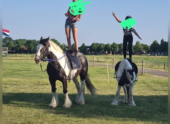 Cob Irlandese / Tinker / Gypsy Vanner, Castrone, 10 Anni, 168 cm, Pezzato