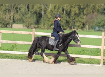 Cob Irlandese / Tinker / Gypsy Vanner, Castrone, 11 Anni, 126 cm, Morello