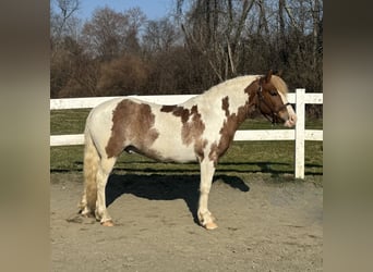 Cob Irlandese / Tinker / Gypsy Vanner Mix, Castrone, 11 Anni, 142 cm, Roano rosso