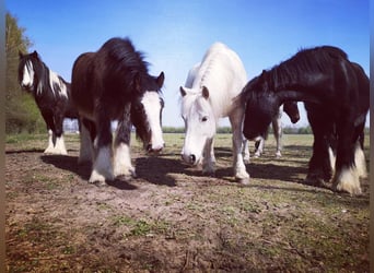 Cob Irlandese / Tinker / Gypsy Vanner, Castrone, 11 Anni, 145 cm, Morello