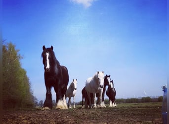 Cob Irlandese / Tinker / Gypsy Vanner, Castrone, 11 Anni, 145 cm, Morello