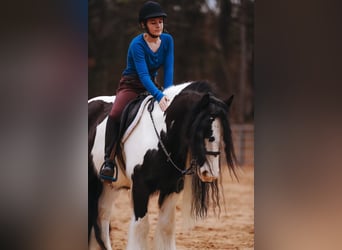 Cob Irlandese / Tinker / Gypsy Vanner, Castrone, 11 Anni, 147 cm, Pezzato