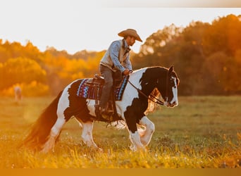 Cob Irlandese / Tinker / Gypsy Vanner, Castrone, 11 Anni, 147 cm, Pezzato