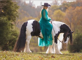 Cob Irlandese / Tinker / Gypsy Vanner, Castrone, 11 Anni, 147 cm, Pezzato