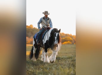 Cob Irlandese / Tinker / Gypsy Vanner, Castrone, 11 Anni, 147 cm, Pezzato