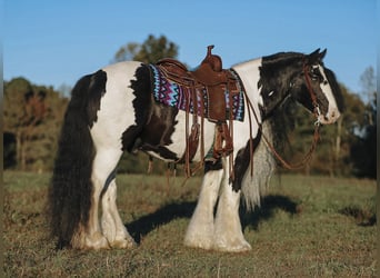 Cob Irlandese / Tinker / Gypsy Vanner, Castrone, 11 Anni, 147 cm, Pezzato