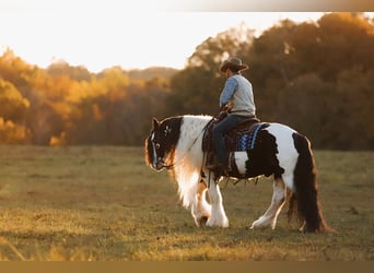 Cob Irlandese / Tinker / Gypsy Vanner, Castrone, 11 Anni, 147 cm, Pezzato