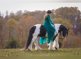 Cob Irlandese / Tinker / Gypsy Vanner, Castrone, 11 Anni, 147 cm, Pezzato