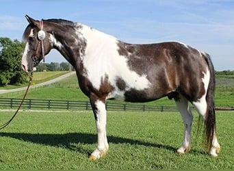 Cob Irlandese / Tinker / Gypsy Vanner, Castrone, 11 Anni, 147 cm, Tobiano-tutti i colori