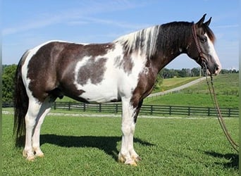 Cob Irlandese / Tinker / Gypsy Vanner, Castrone, 11 Anni, 147 cm, Tobiano-tutti i colori