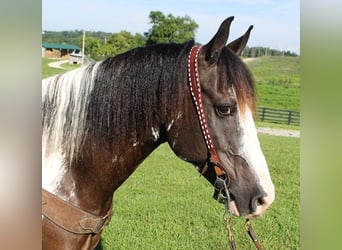 Cob Irlandese / Tinker / Gypsy Vanner, Castrone, 11 Anni, 147 cm, Tobiano-tutti i colori