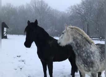 Cob Irlandese / Tinker / Gypsy Vanner Mix, Castrone, 11 Anni, 150 cm, Grigio pezzato