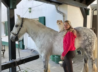 Cob Irlandese / Tinker / Gypsy Vanner Mix, Castrone, 11 Anni, 150 cm, Grigio pezzato