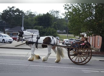 Cob Irlandese / Tinker / Gypsy Vanner, Castrone, 11 Anni, 150 cm, Pezzato