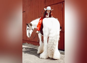 Cob Irlandese / Tinker / Gypsy Vanner, Castrone, 11 Anni, 150 cm, Pezzato