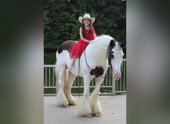 Cob Irlandese / Tinker / Gypsy Vanner, Castrone, 11 Anni, 150 cm, Pezzato