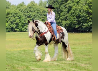 Cob Irlandese / Tinker / Gypsy Vanner, Castrone, 11 Anni, 152 cm, Pezzato