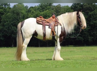 Cob Irlandese / Tinker / Gypsy Vanner, Castrone, 11 Anni, 152 cm, Pezzato