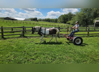 Cob Irlandese / Tinker / Gypsy Vanner, Castrone, 11 Anni, Tobiano-tutti i colori