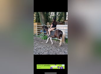 Cob Irlandese / Tinker / Gypsy Vanner, Castrone, 12 Anni, 136 cm, Baio nero