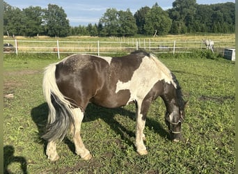 Cob Irlandese / Tinker / Gypsy Vanner, Castrone, 12 Anni, 136 cm, Baio nero