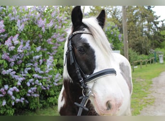 Cob Irlandese / Tinker / Gypsy Vanner, Castrone, 12 Anni, 146 cm, Pezzato