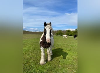 Cob Irlandese / Tinker / Gypsy Vanner, Castrone, 12 Anni, 146 cm, Pezzato