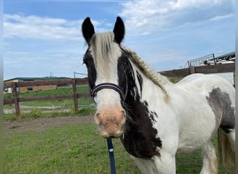 Cob Irlandese / Tinker / Gypsy Vanner, Castrone, 12 Anni, 146 cm, Pezzato