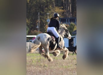 Cob Irlandese / Tinker / Gypsy Vanner, Castrone, 12 Anni, 146 cm, Pezzato