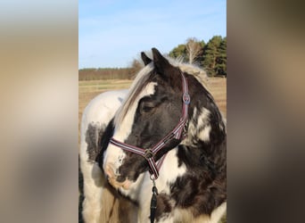 Cob Irlandese / Tinker / Gypsy Vanner, Castrone, 12 Anni, 146 cm, Pezzato