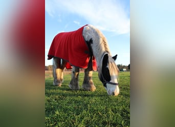 Cob Irlandese / Tinker / Gypsy Vanner, Castrone, 12 Anni, 146 cm, Pezzato