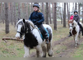 Cob Irlandese / Tinker / Gypsy Vanner, Castrone, 12 Anni, 146 cm, Pezzato