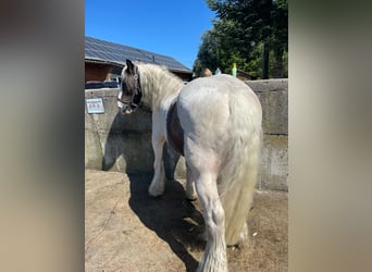 Cob Irlandese / Tinker / Gypsy Vanner, Castrone, 12 Anni, 146 cm, Pezzato