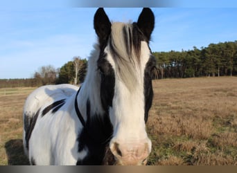 Cob Irlandese / Tinker / Gypsy Vanner, Castrone, 12 Anni, 146 cm, Pezzato