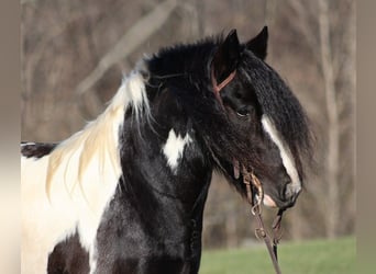 Cob Irlandese / Tinker / Gypsy Vanner, Castrone, 12 Anni, 152 cm, Morello