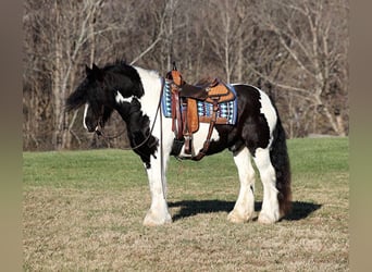 Cob Irlandese / Tinker / Gypsy Vanner, Castrone, 12 Anni, 152 cm, Morello