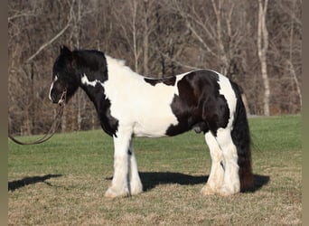 Cob Irlandese / Tinker / Gypsy Vanner, Castrone, 12 Anni, 152 cm, Morello