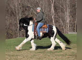 Cob Irlandese / Tinker / Gypsy Vanner, Castrone, 12 Anni, 152 cm, Morello