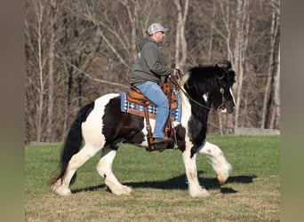 Cob Irlandese / Tinker / Gypsy Vanner, Castrone, 12 Anni, 152 cm, Morello