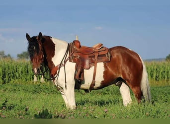 Cob Irlandese / Tinker / Gypsy Vanner Mix, Castrone, 12 Anni, 170 cm, Pezzato
